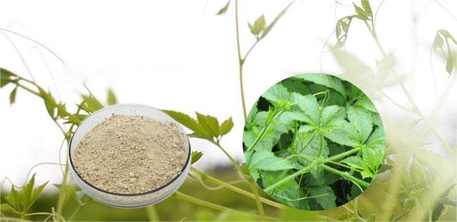 Leaf Gynostemma Pentaphyllum Extract