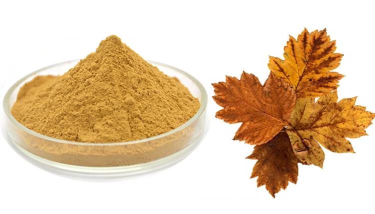 Hawthorn Leaf Extract