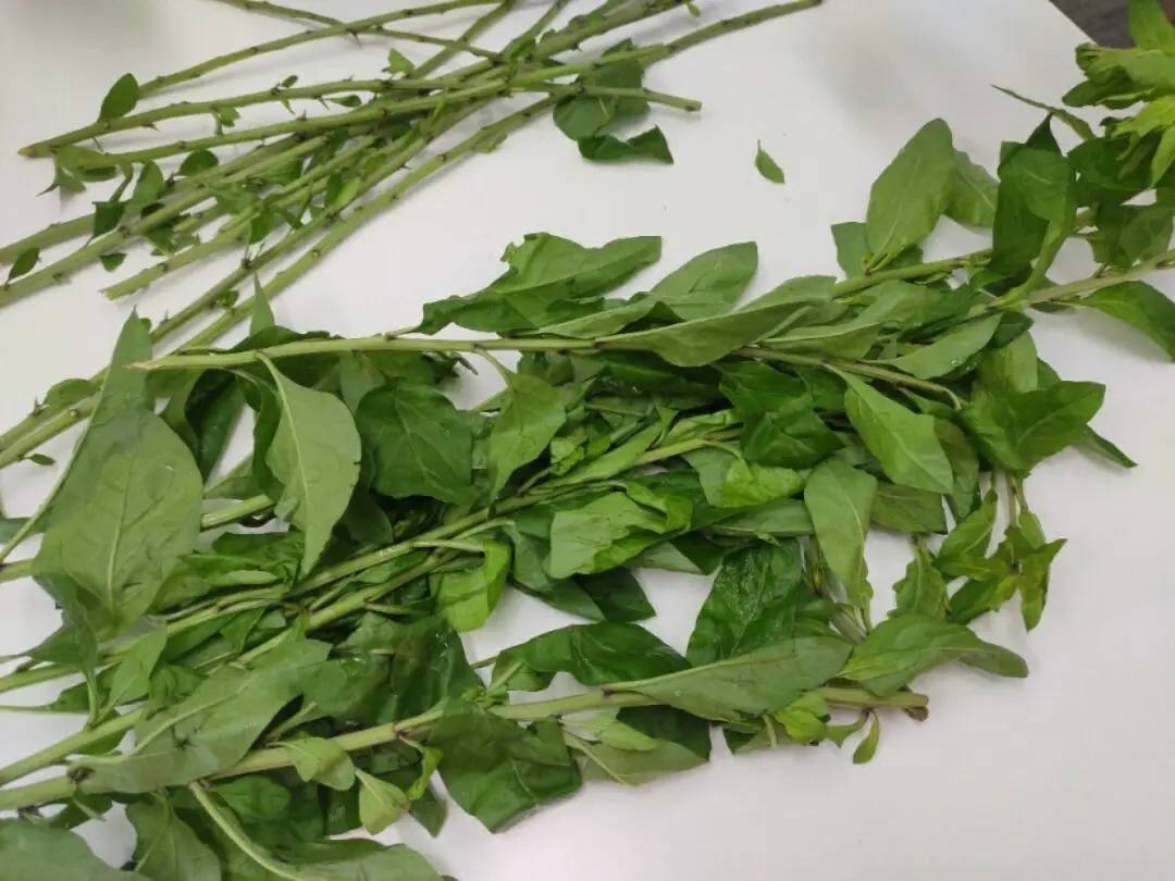 Goji Berry Leaf 