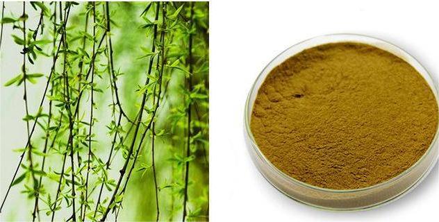 white willow  extract