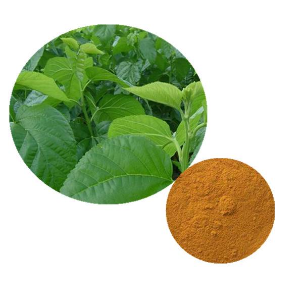 Mulberry Leaf Extract