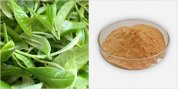 Tea Extracts