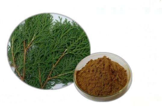 Platycladus Orientalis Leaf Extract