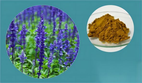 Sage Extract