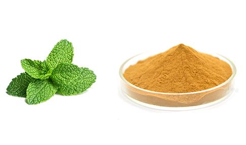  Mentha Piperita Extract
