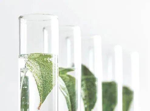 plant extraction