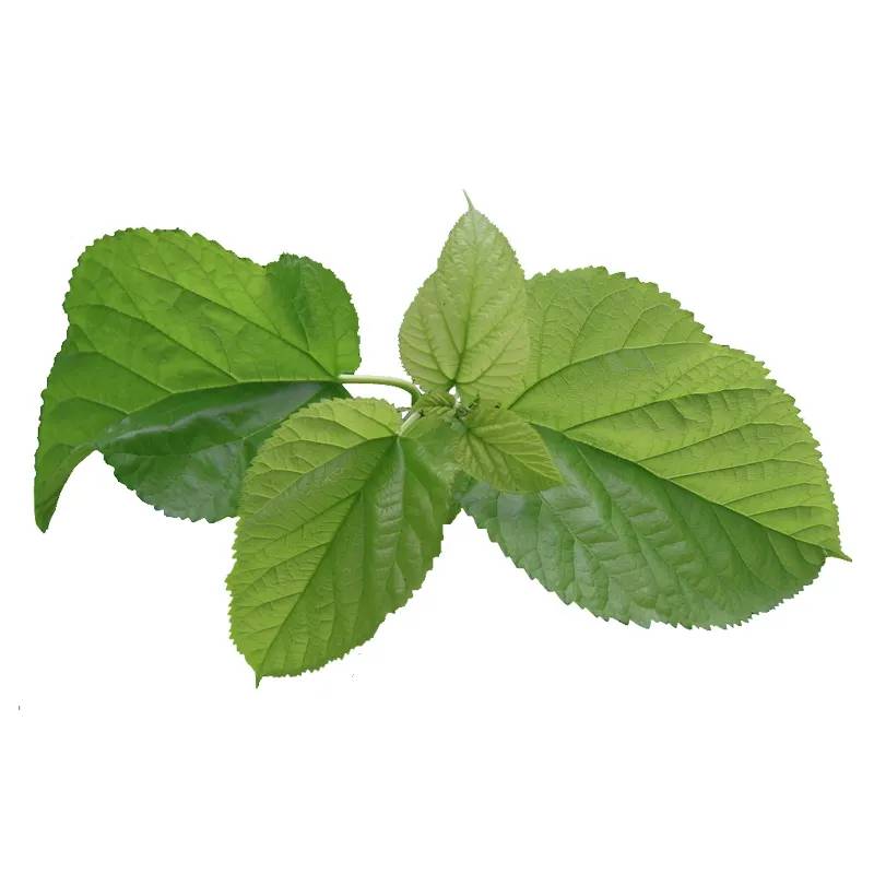 Mulberry Leaf 