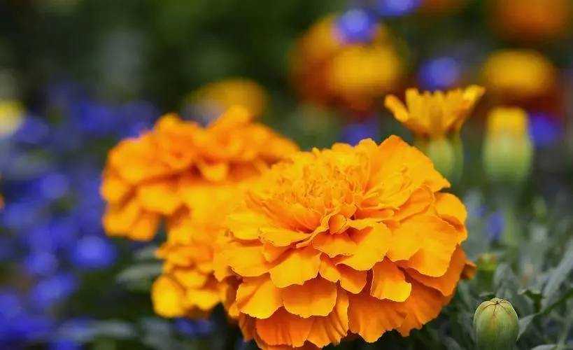 Marigold Flower