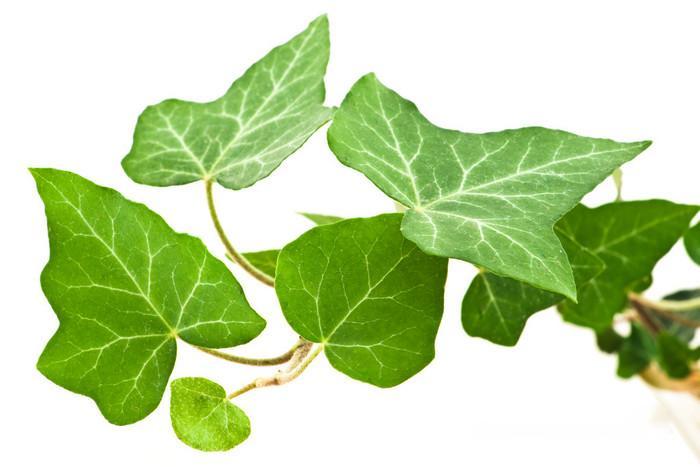 Ivy Leaf