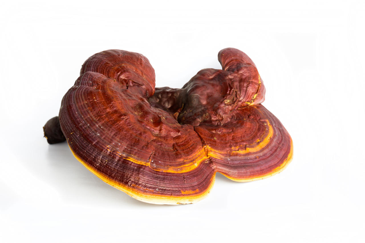 Red Reishi Mushroom 