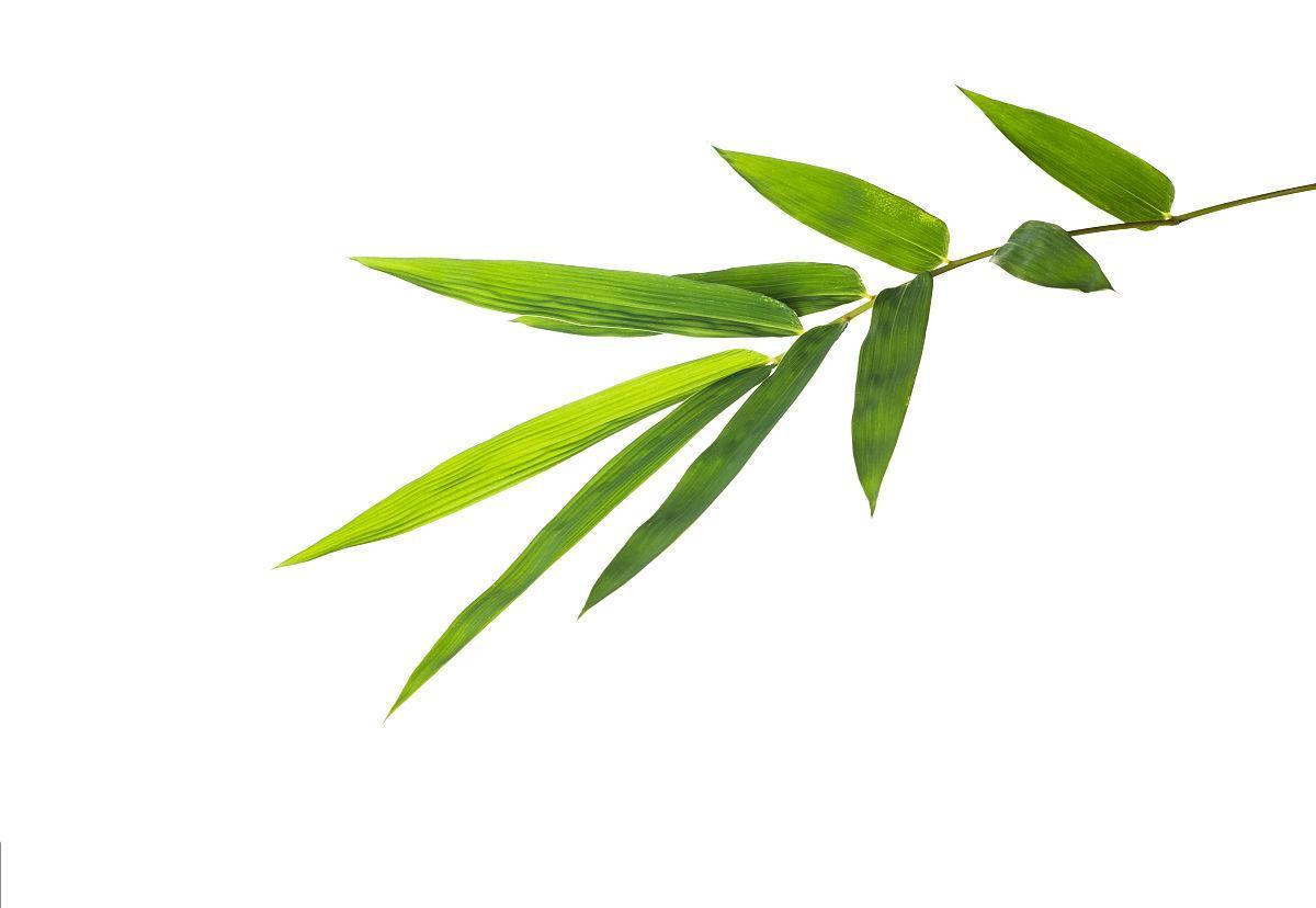 Bamboo Leaf