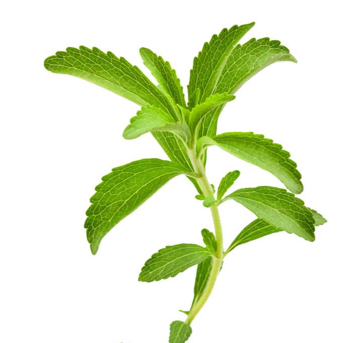 Stevia Leaf