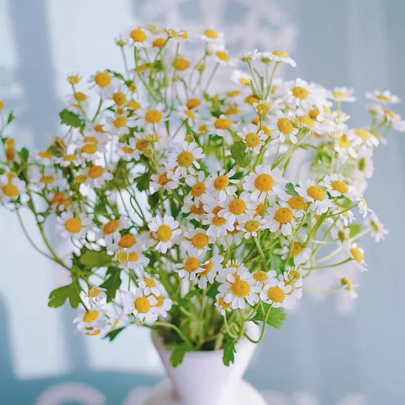 Chamomile