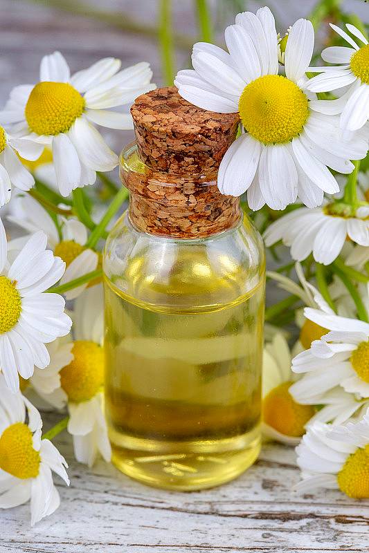 Chamomile essential oil