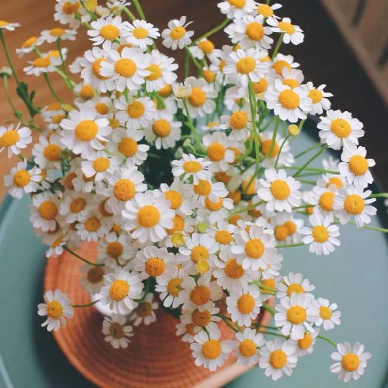 Chamomile