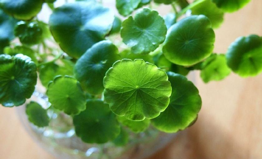 Centella Asiatica