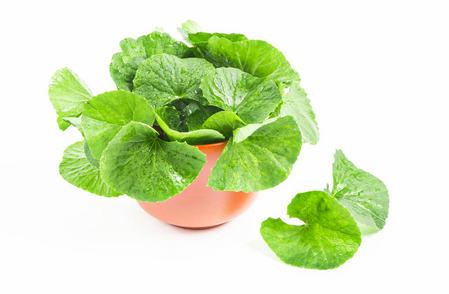Centella Asiatica