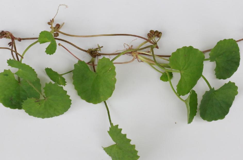 Centella Asiatica