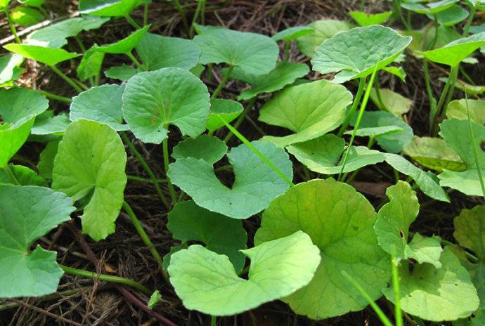 Centella Asiatica 