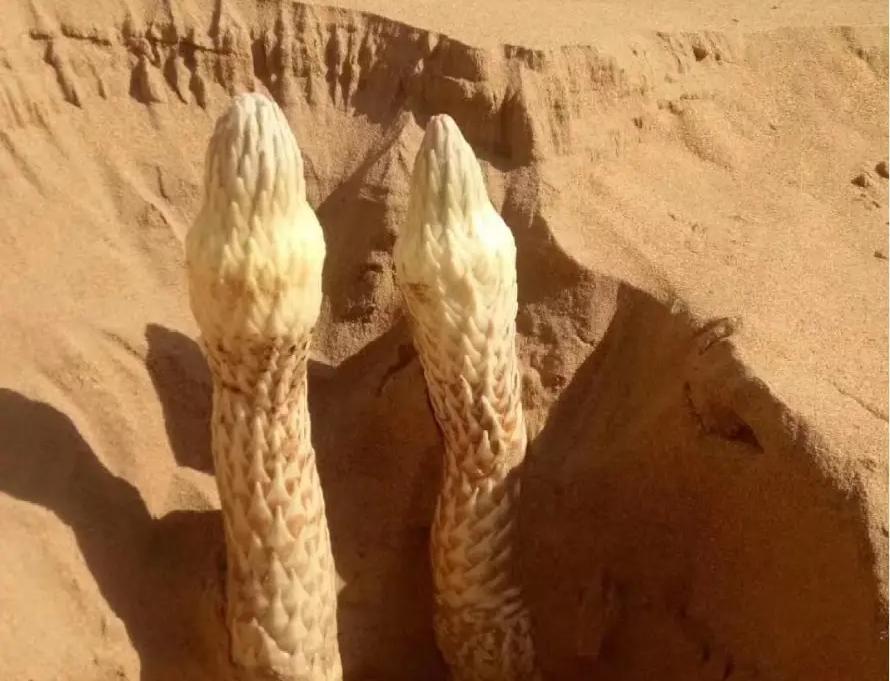 Cistanchis Tubulosa