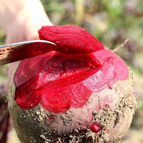 red beet 