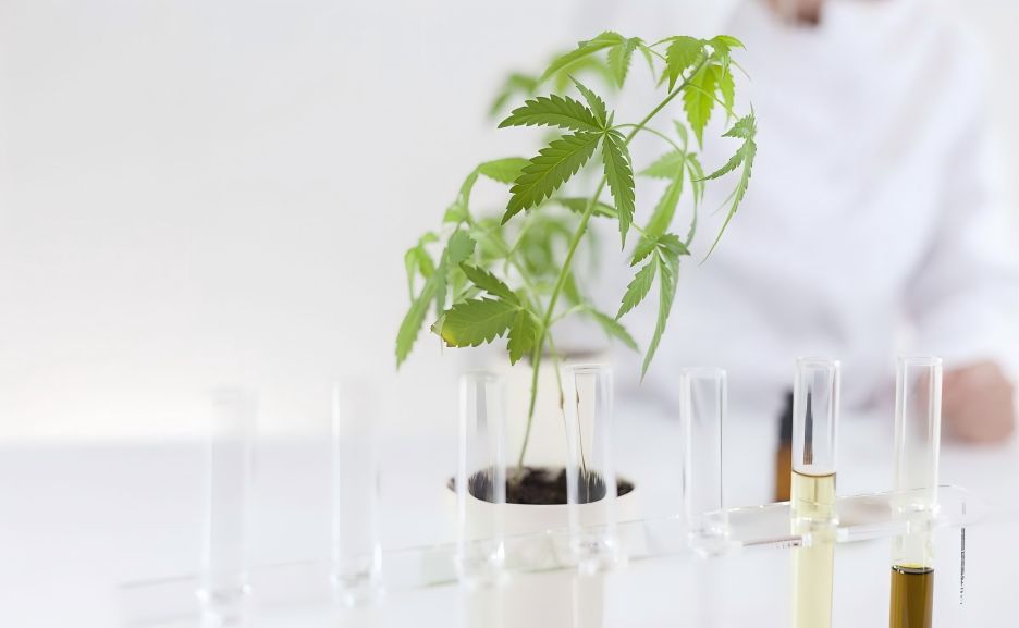 plant extraction