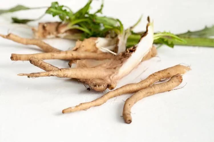 Chicory