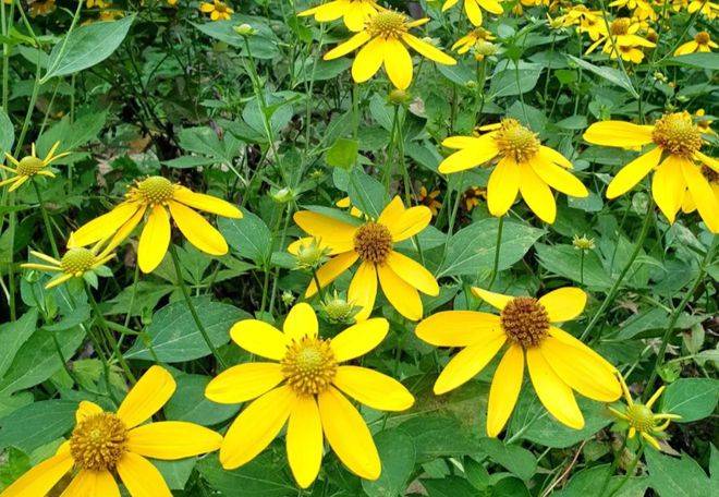 Jerusalem Artichoke