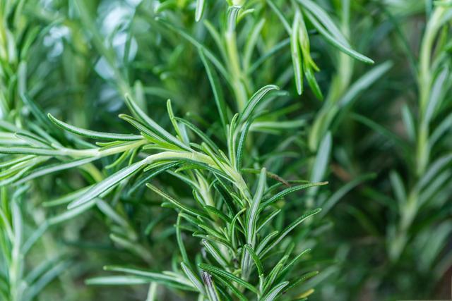 Rosemary