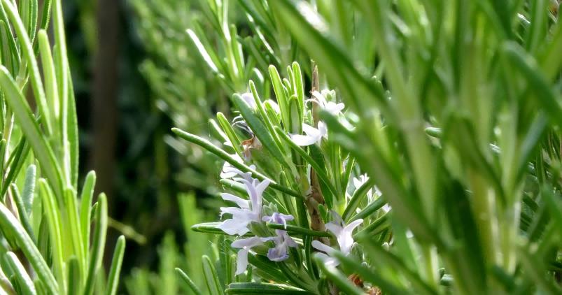 Rosemary