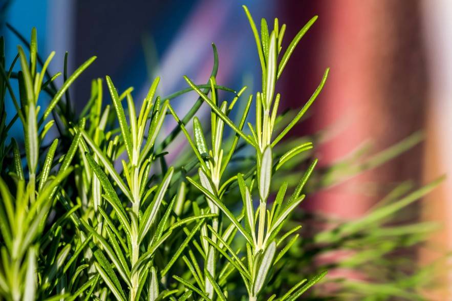 Rosemary