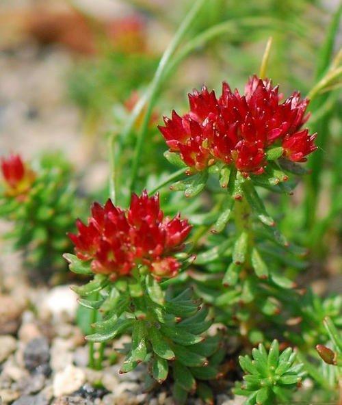Rhodiola rosea