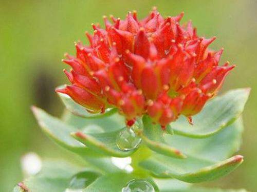 Rhodiola rosea
