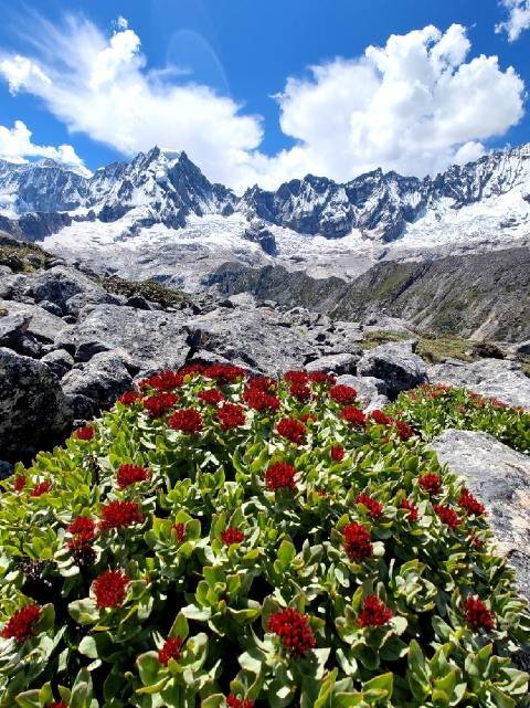 Rhodiola rosea