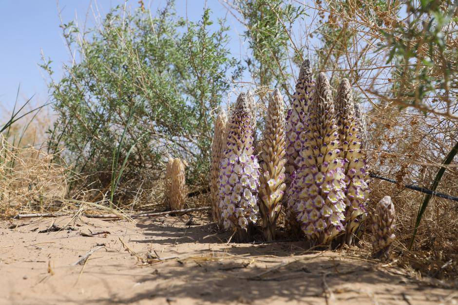 Cistanche Tubulosa 