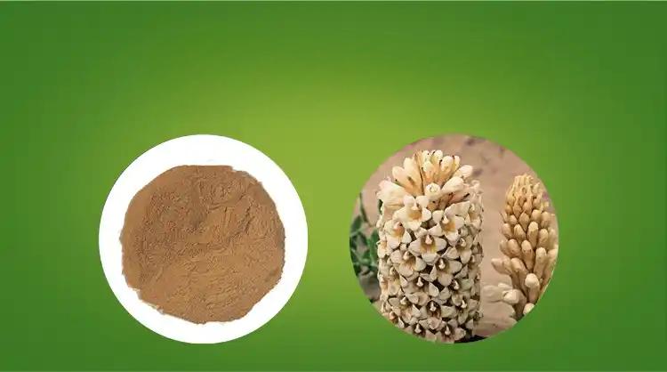 Cistanche Tubulosa extract powder