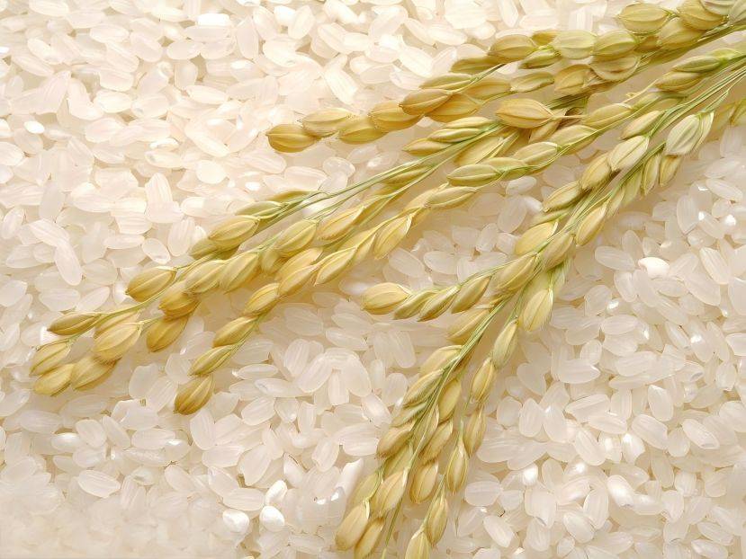 Rice 