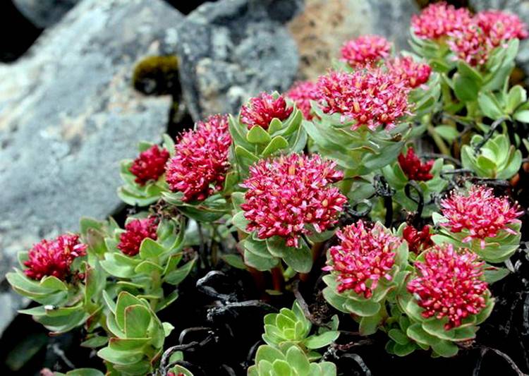 Rhodiola rosea