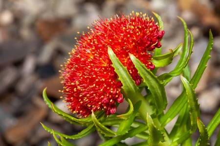 Rhodiola rosea