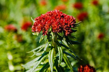 Rhodiola rosea