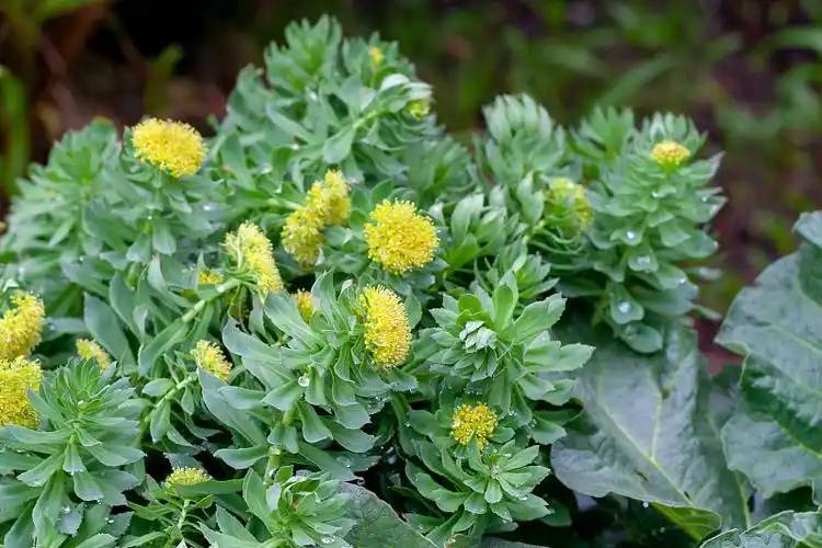 Rhodiola rosea