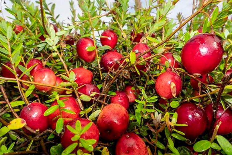 Cranberry