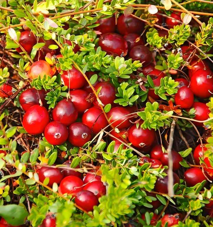 Cranberry