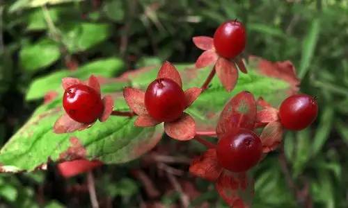 Cranberry