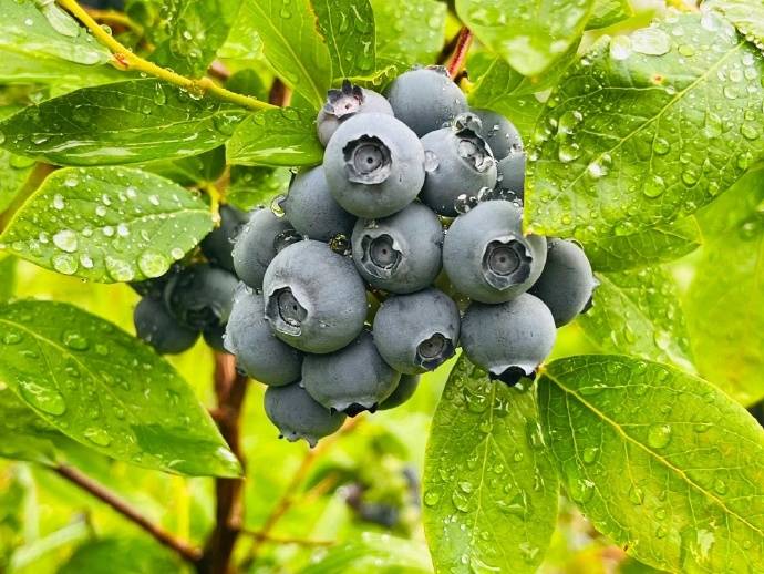 Blueberry Fruit 