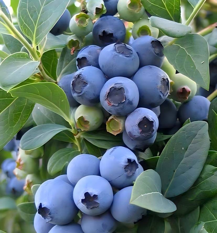 Blueberry Fruit 