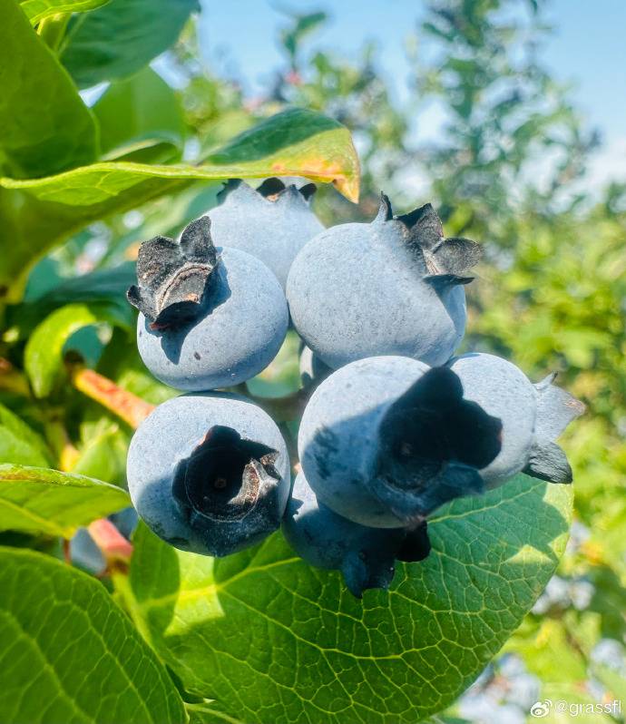 Blueberry