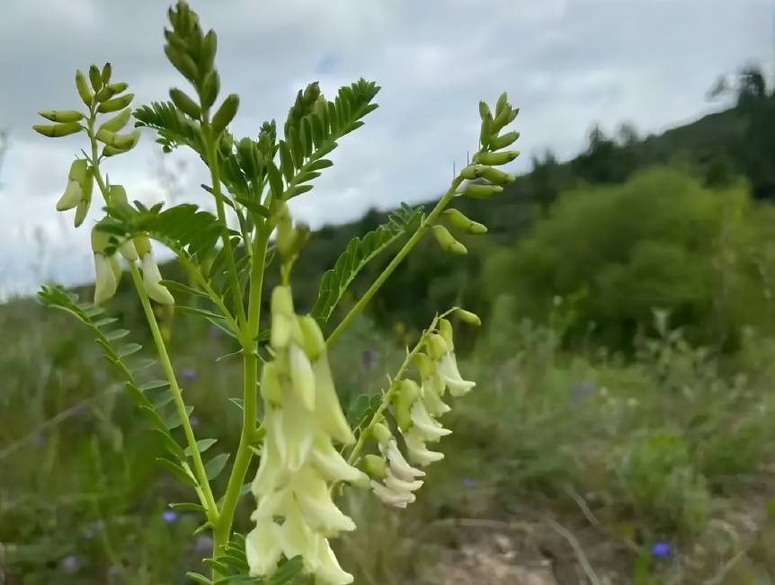 Astragalus Membranaceus