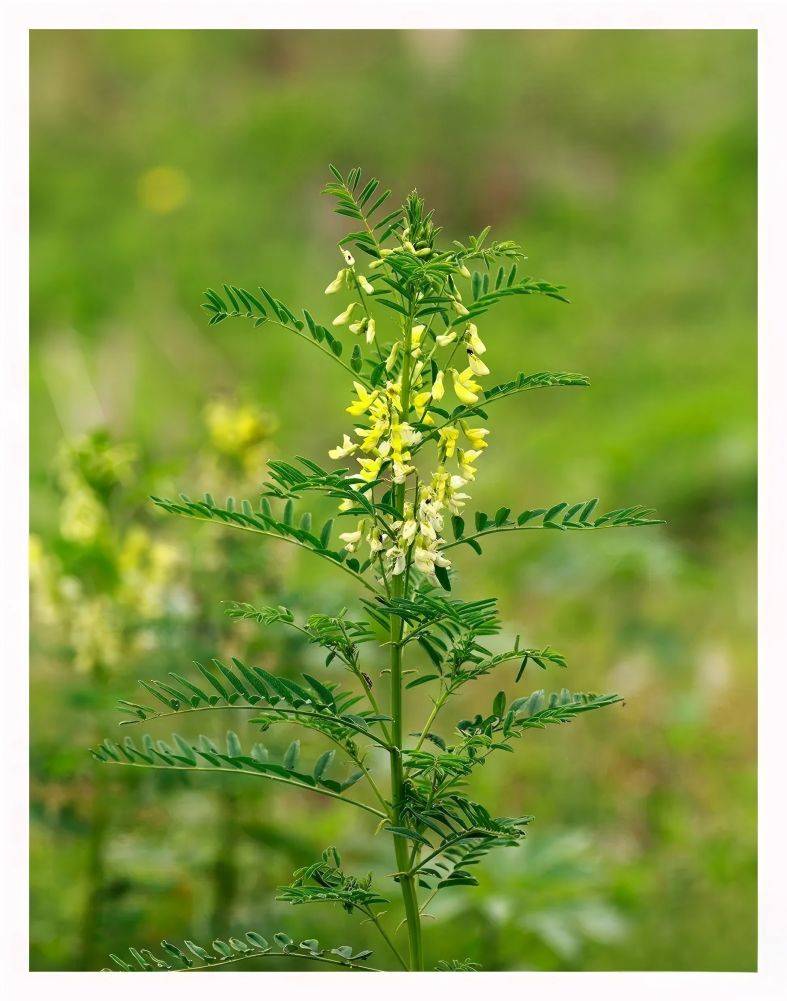 Astragalus Membranaceus
