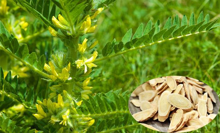 Astragalus Membranaceus